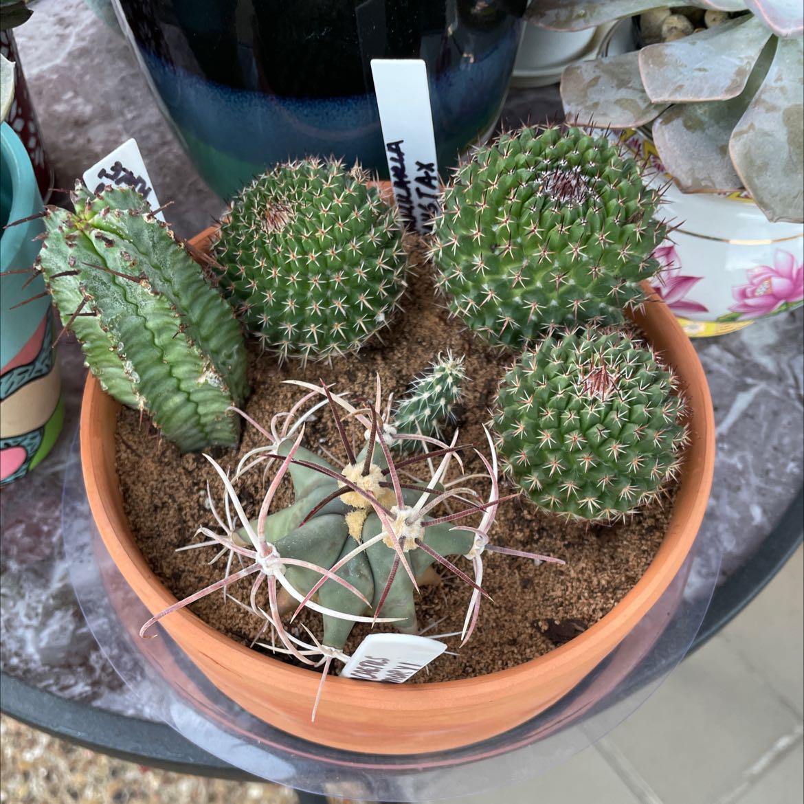 Potted arrangement of Emory's Barrel Cactus and other cacti, healthy and well-framed.