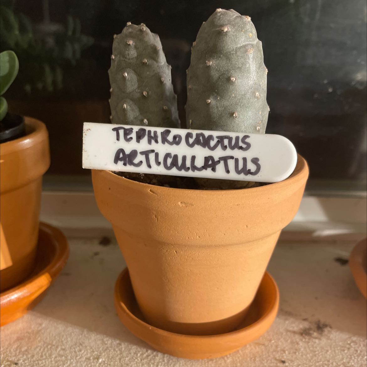 Potted Pine Cone Cactus (Tephrocactus articulatus) with two stems, healthy and well-framed.