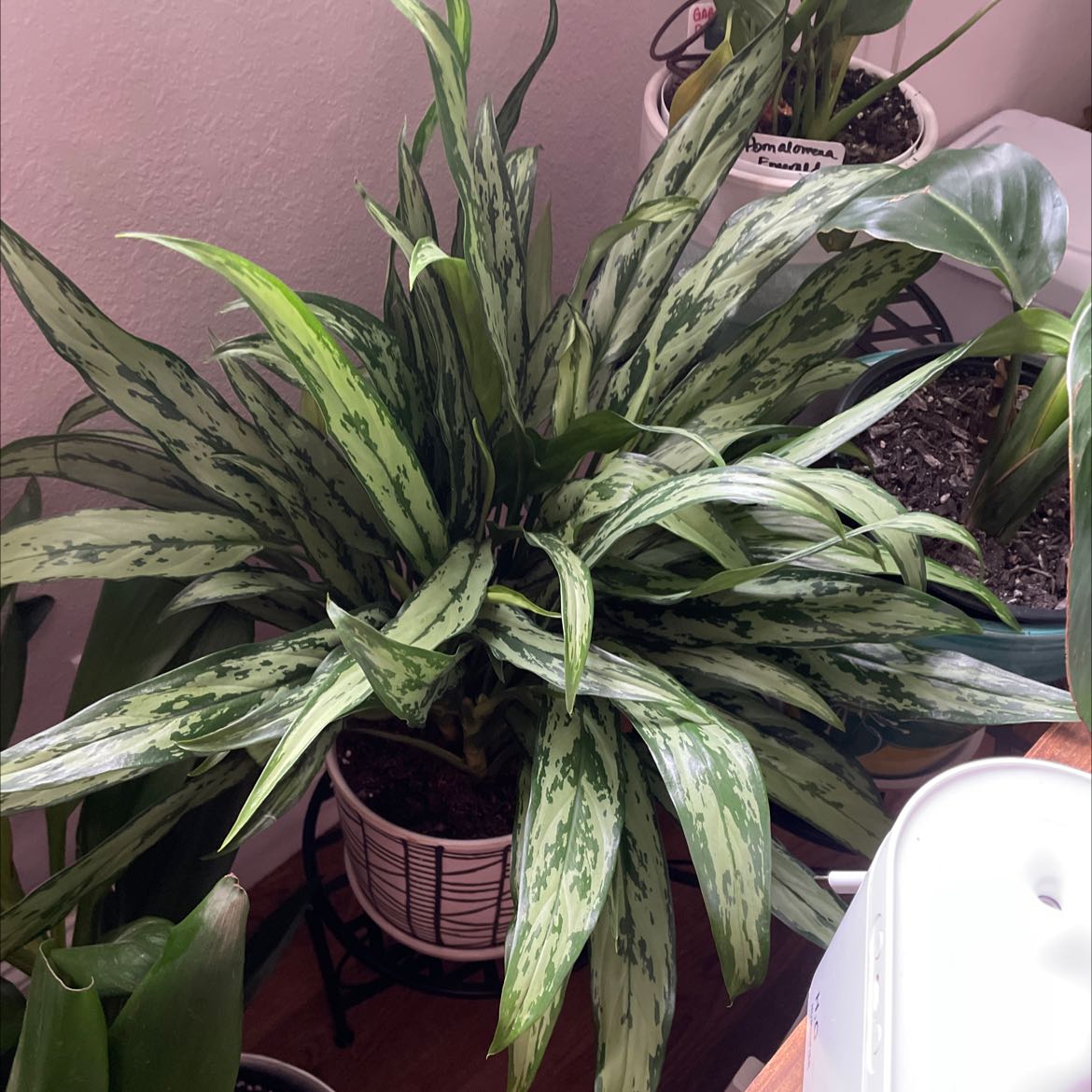 Healthy Aglaonema 'Tigress' plant with variegated leaves in a pot.