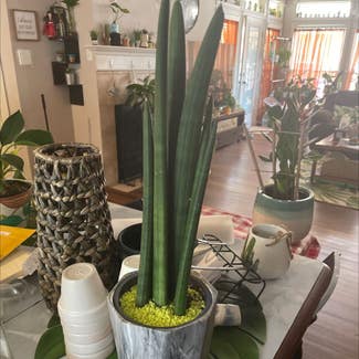 Cylindrical Snake Plant plant in Waxahachie, Texas