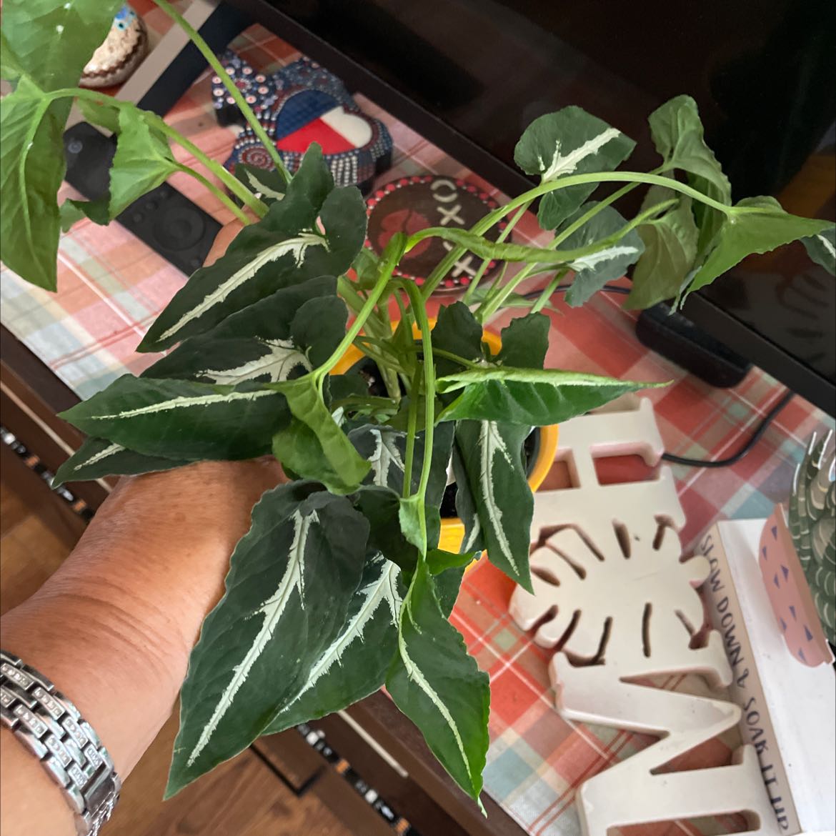Syngonium wendlandii plant with healthy green leaves and white veins, held by a hand.