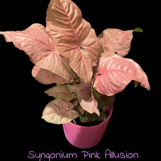 Pink Syngonium plant in Waxahachie, Texas