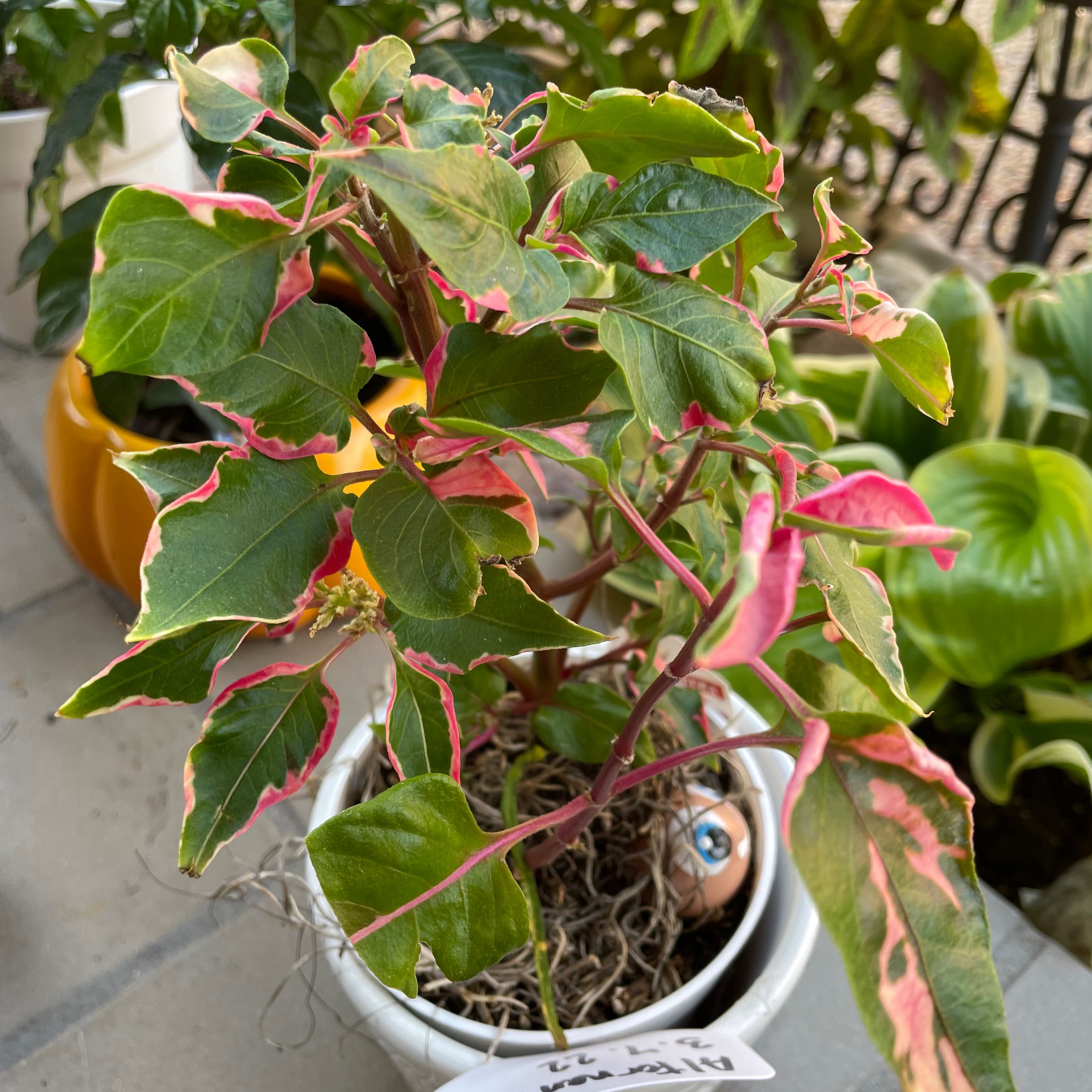 Party Time Alternanthera plant in a white pot with variegated leaves showing some yellowing and browning.