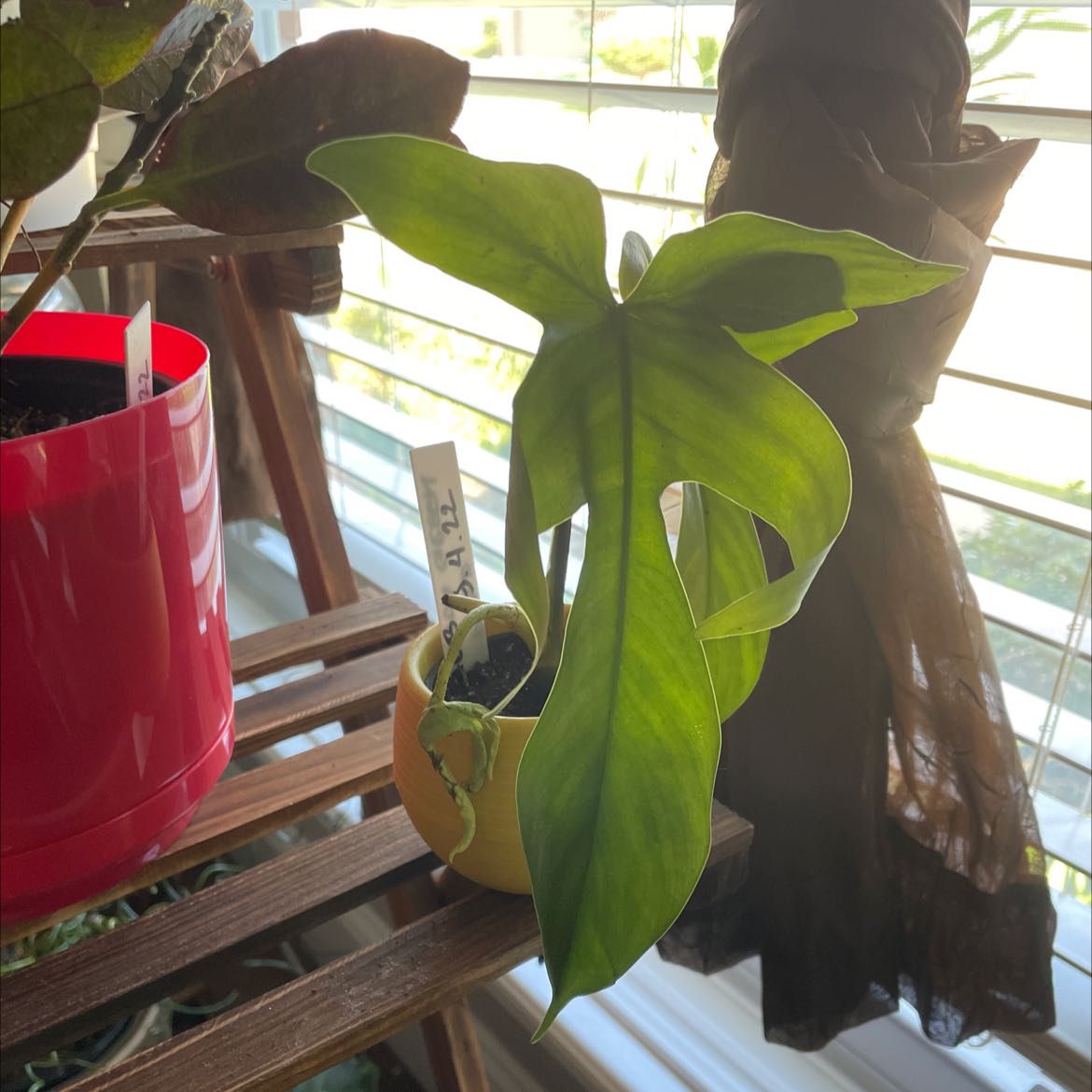 Philodendron 'Florida' plant in a small pot on a wooden shelf near a window.