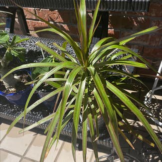 Dracaena marginata 'Bicolor' plant in Waxahachie, Texas