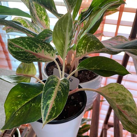 Photo of the plant species Aglaonema 'Golden Flourite' by Yammieof3 named Aggie Golden Flourite (LR Rside plant stand) on Greg, the plant care app