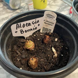 Alocasia 'Bambino' plant in Waxahachie, Texas