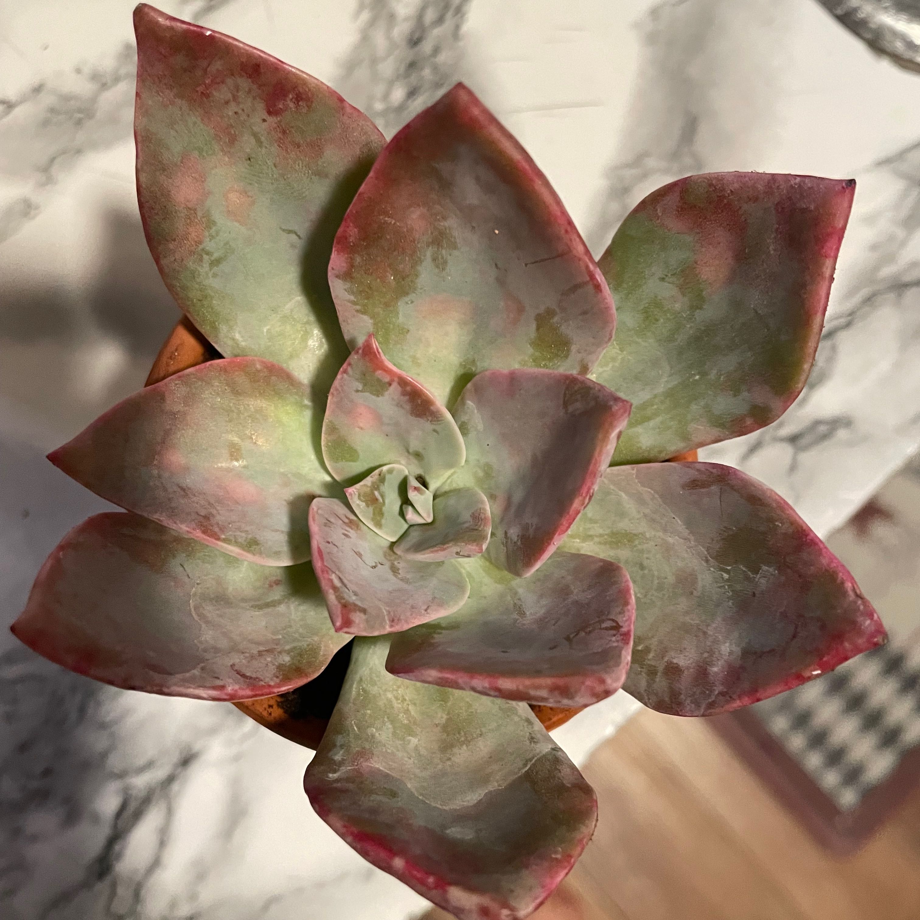 Echeveria 'Chroma' succulent with green and reddish leaves.