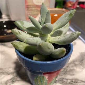 Pachyphytum 'Moon Silver' plant in Waxahachie, Texas