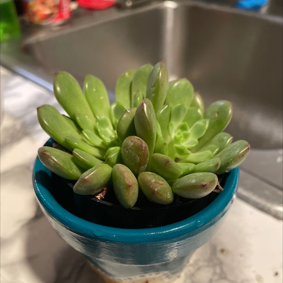 Graptoveria 'Bashful™' succulent in a blue pot on a kitchen counter.
