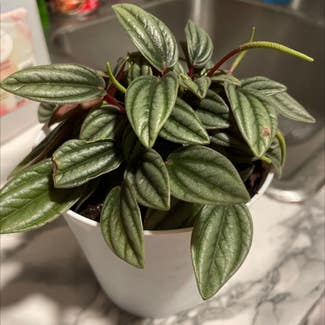 Peperomia 'Rosso' plant in Waxahachie, Texas