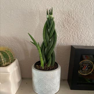 Cylindrical Snake Plant plant in Waxahachie, Texas