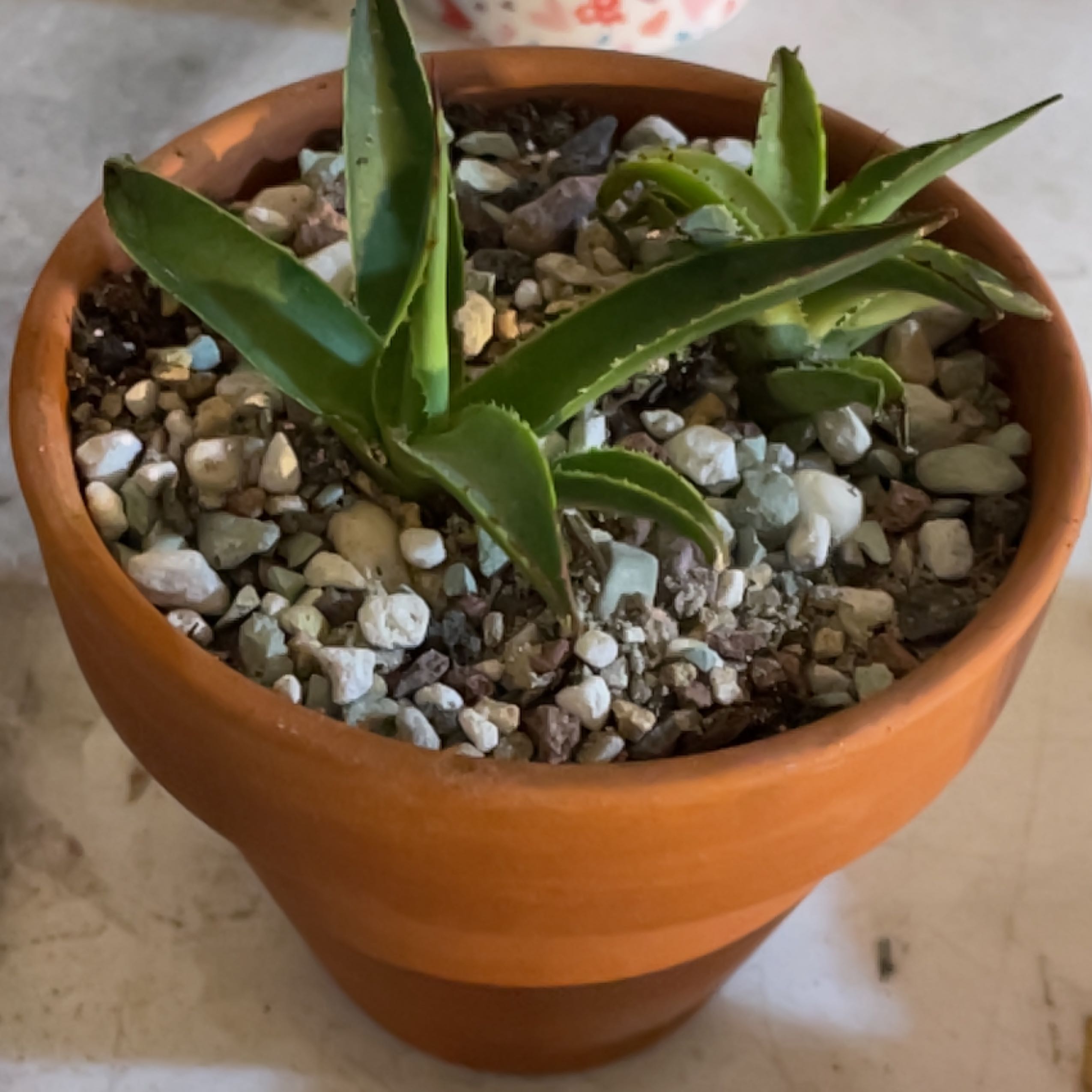 Agave 'Blue Glow' plant in a terracotta pot with rocky soil.