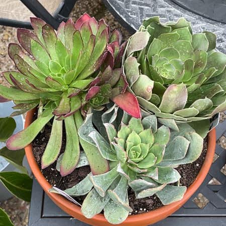 Photo of the plant species Blushing Aeonium by @YammieOf3 named Aeonium Bundle on Greg, the plant care app