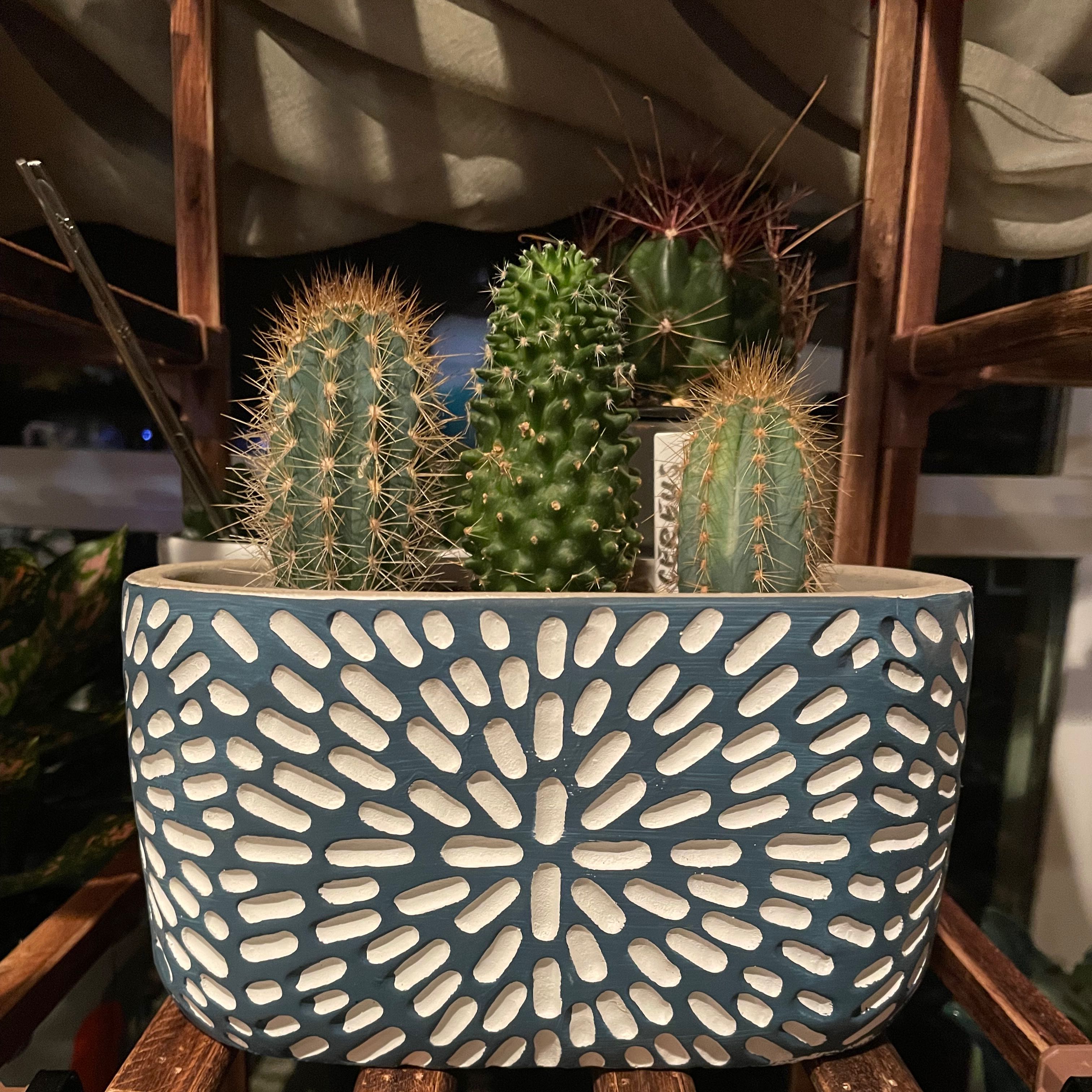 Assorted succulents in a decorative pot, well-framed and healthy.