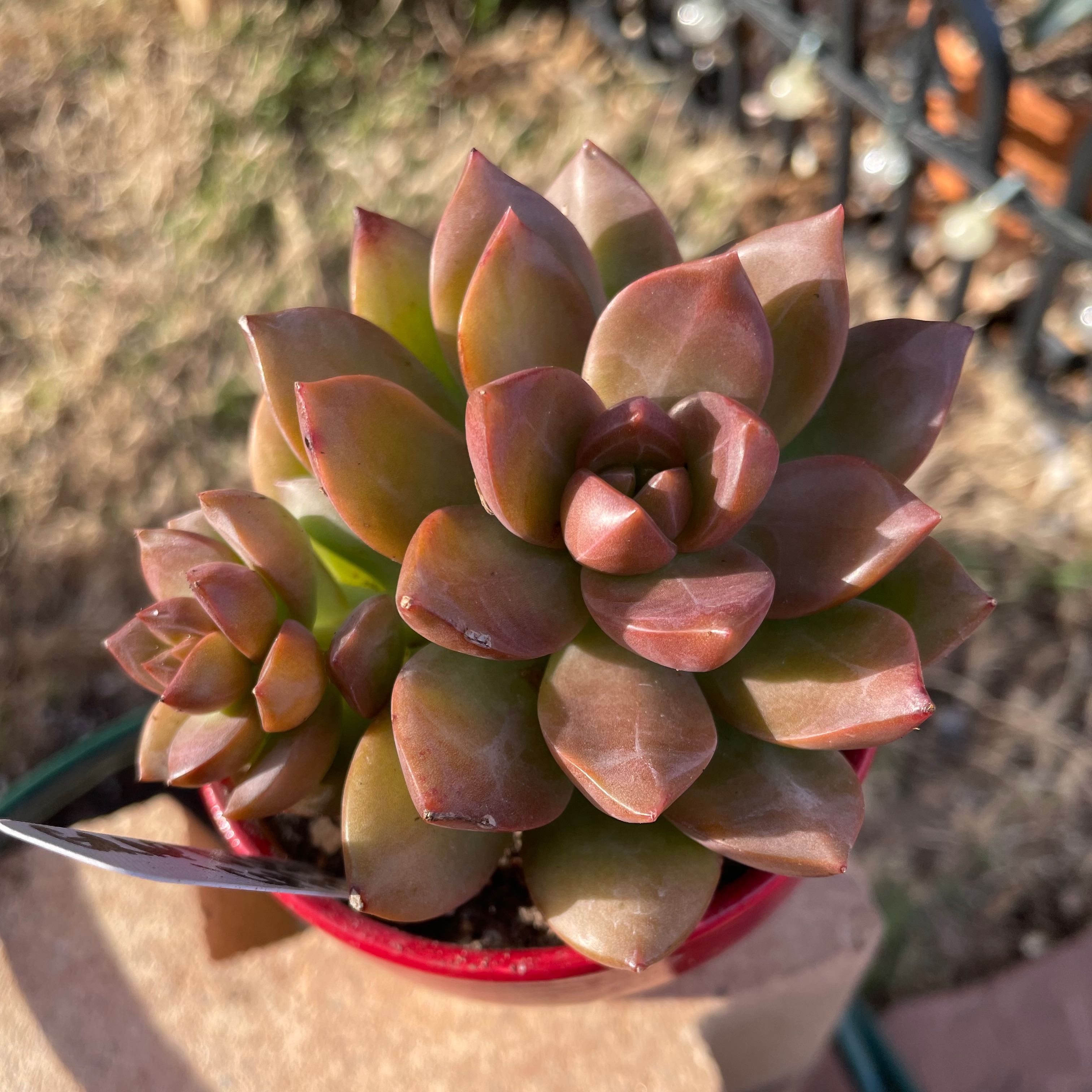 Healthy Graptosedum 'Copper Glow' succulent in a red pot with visible soil.