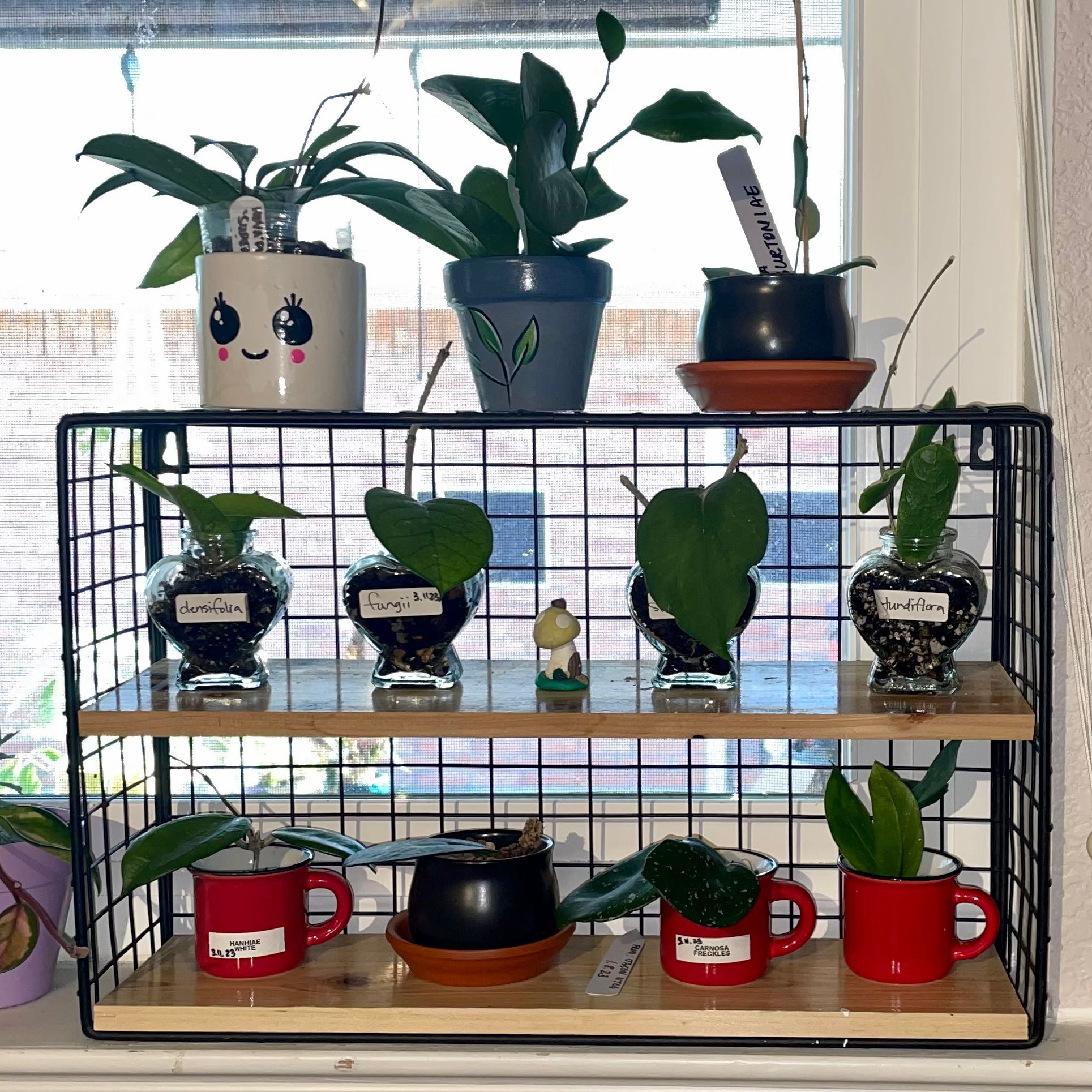 Multiple potted plants, including Porcelain Flower, arranged on a shelf.