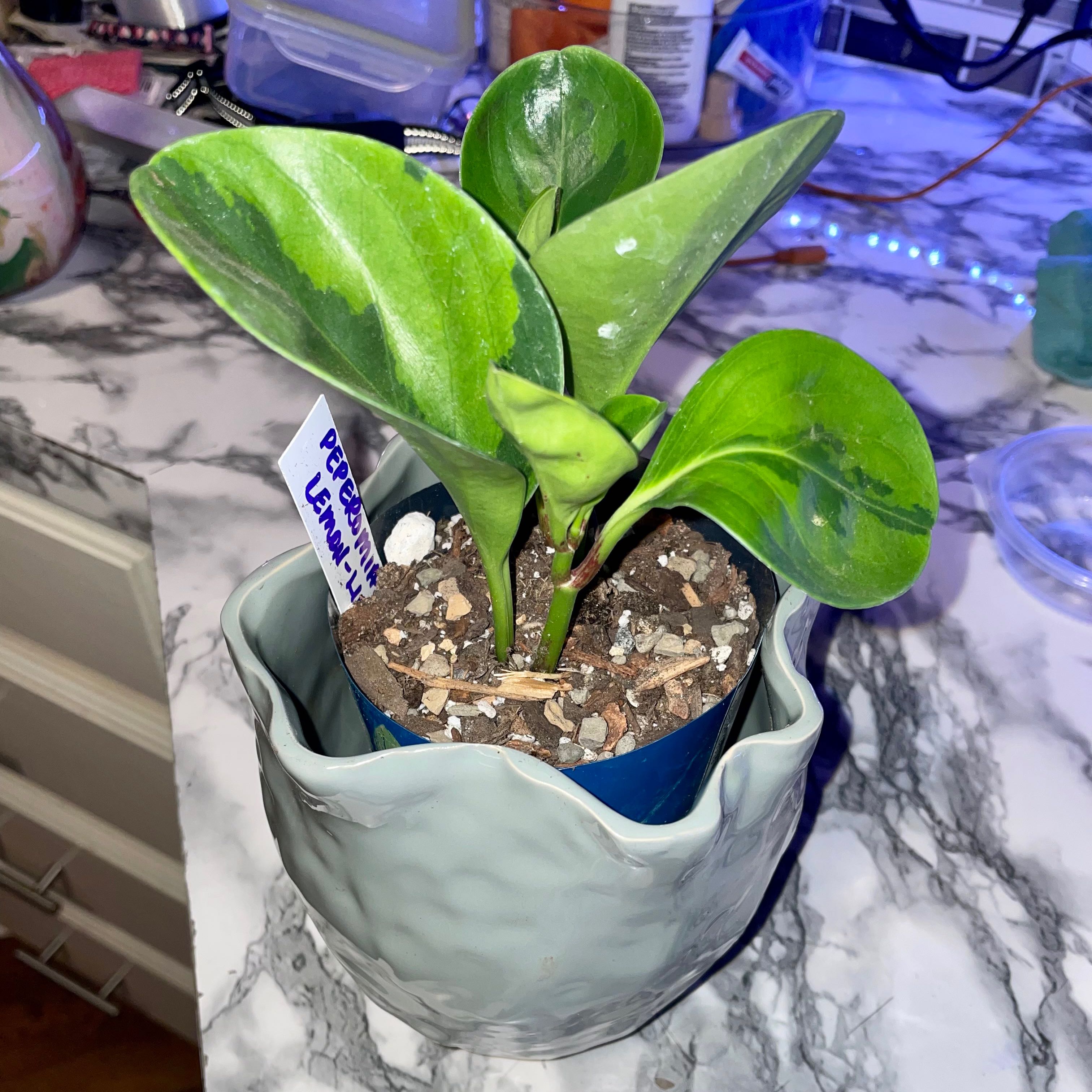 Lemon Lime Peperomia plant in a pot with visible soil, healthy green leaves.