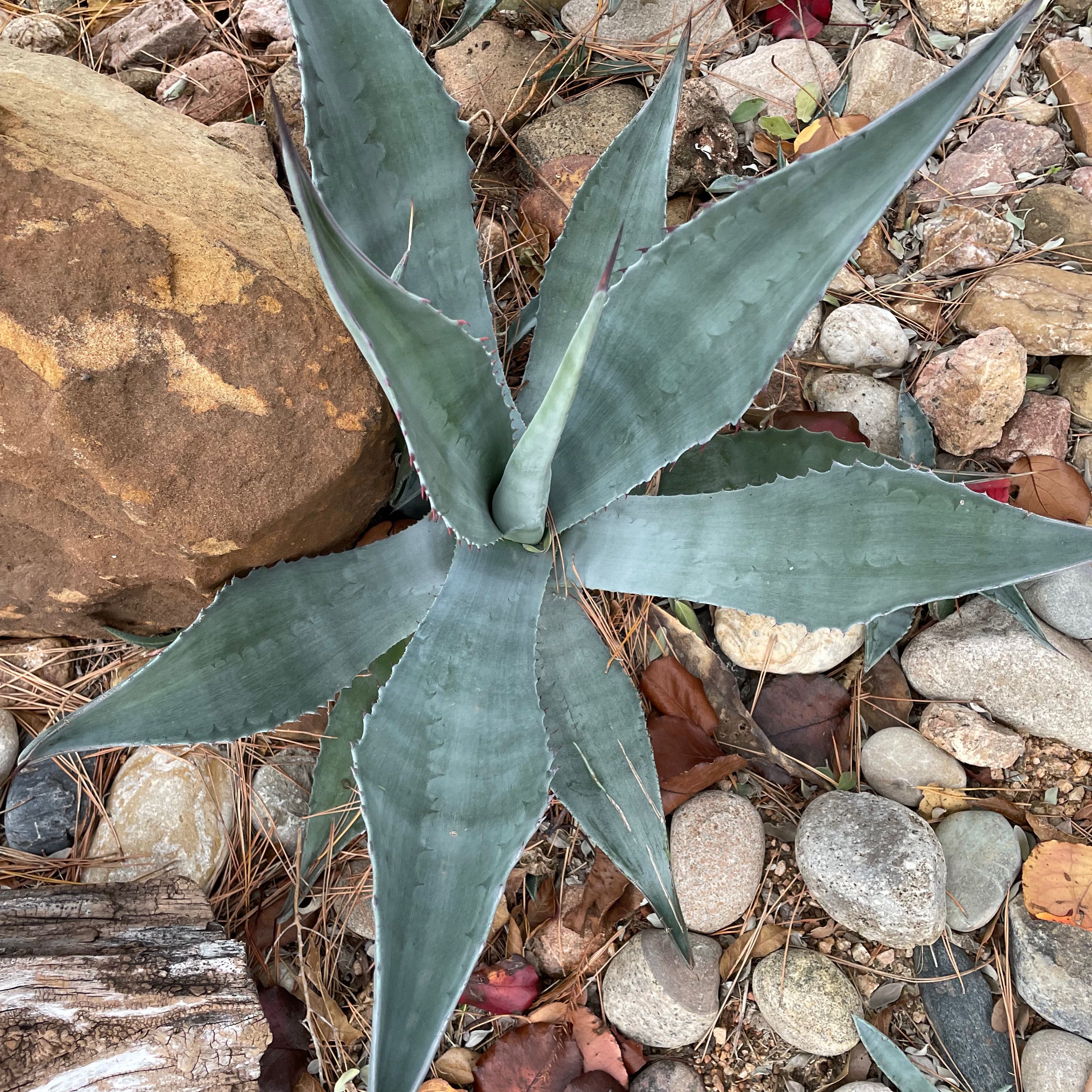 Photo of the plant species Maguey by @YammieOf3 named Agave Century (front yard) from Ms Green on Greg, the plant care app