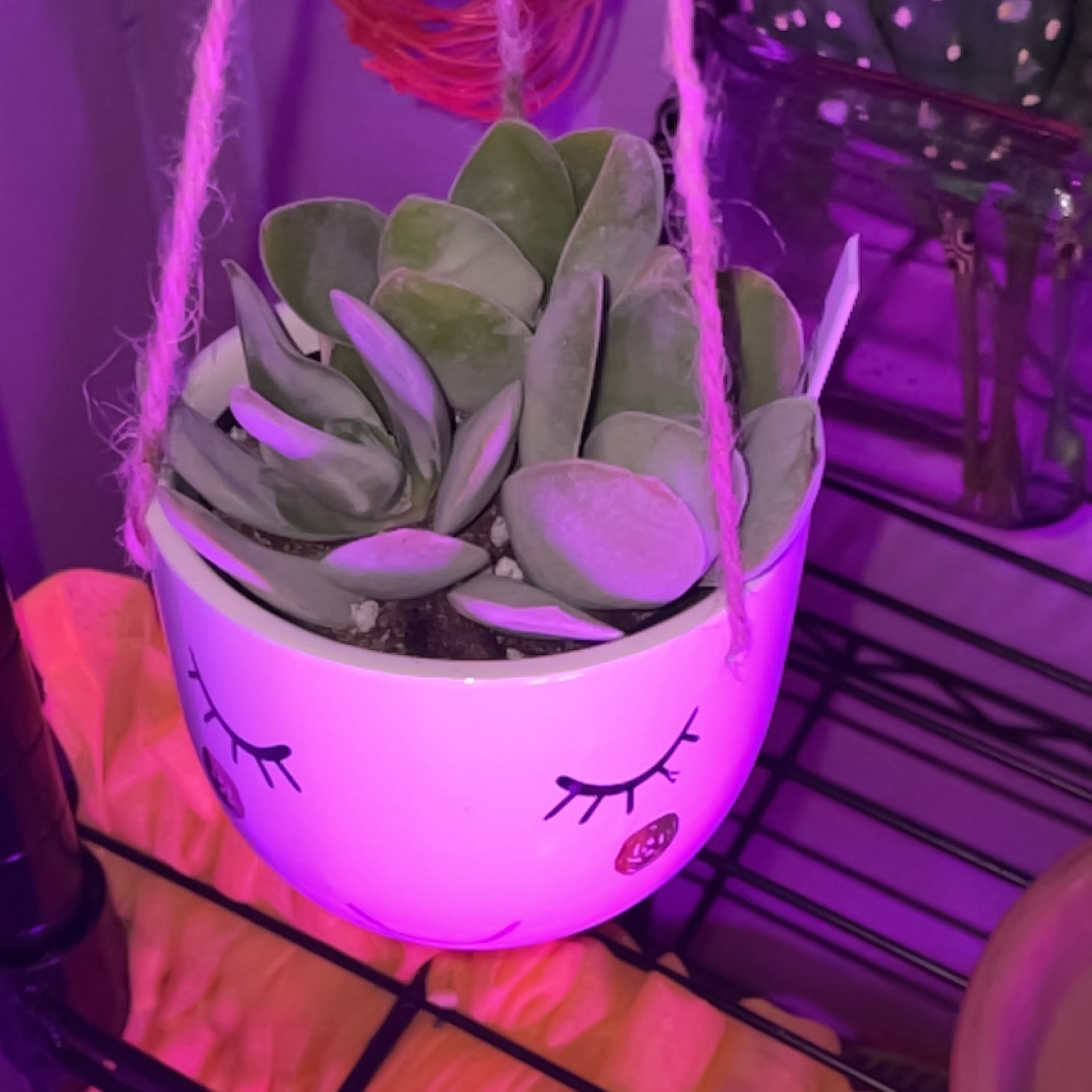 Photo of the plant species Crassula cotyledonis by @YammieOf3 named Crassula Dubai (LR) on Greg, the plant care app