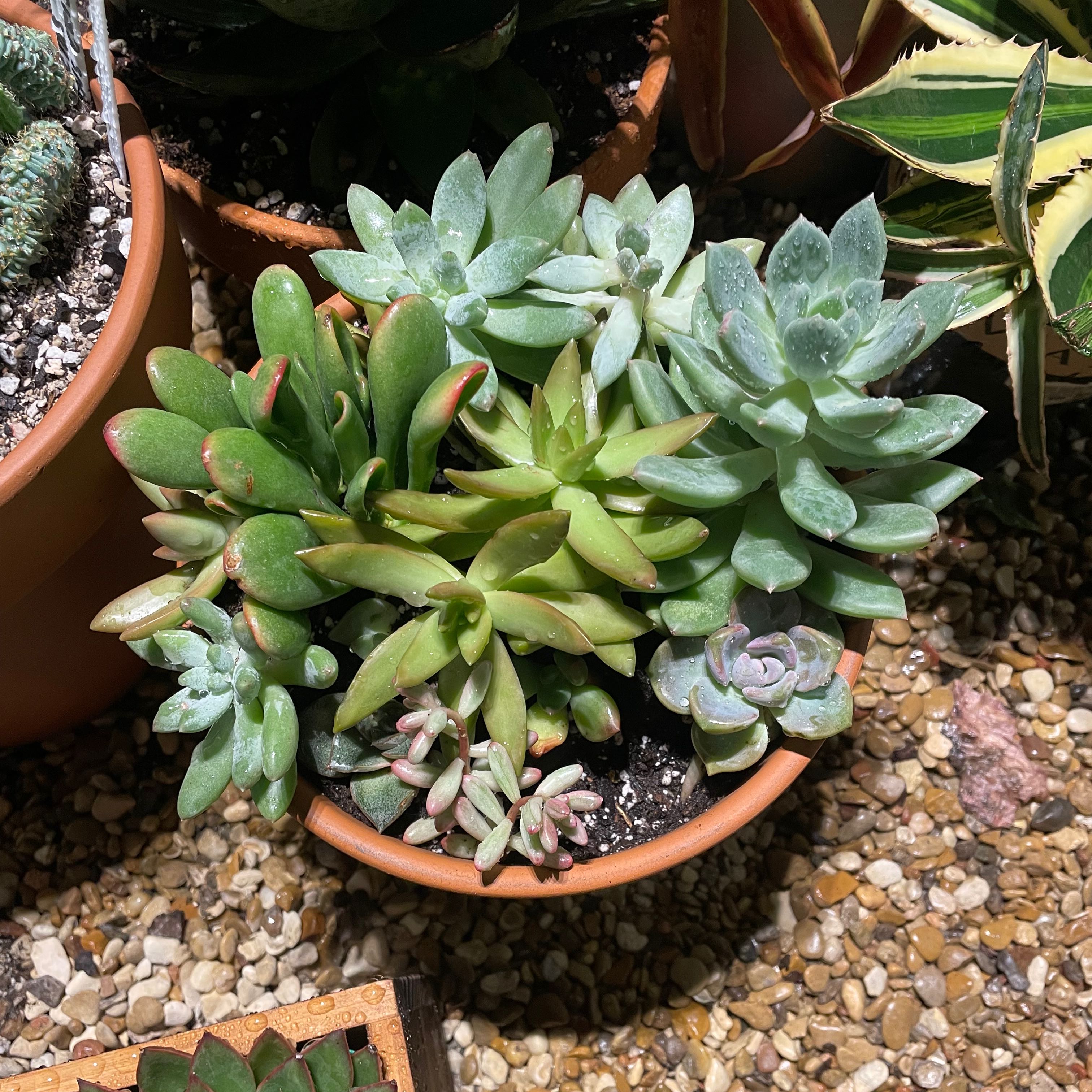 Potted arrangement of various healthy succulents, including Sedum adolphi 'Sunset'.