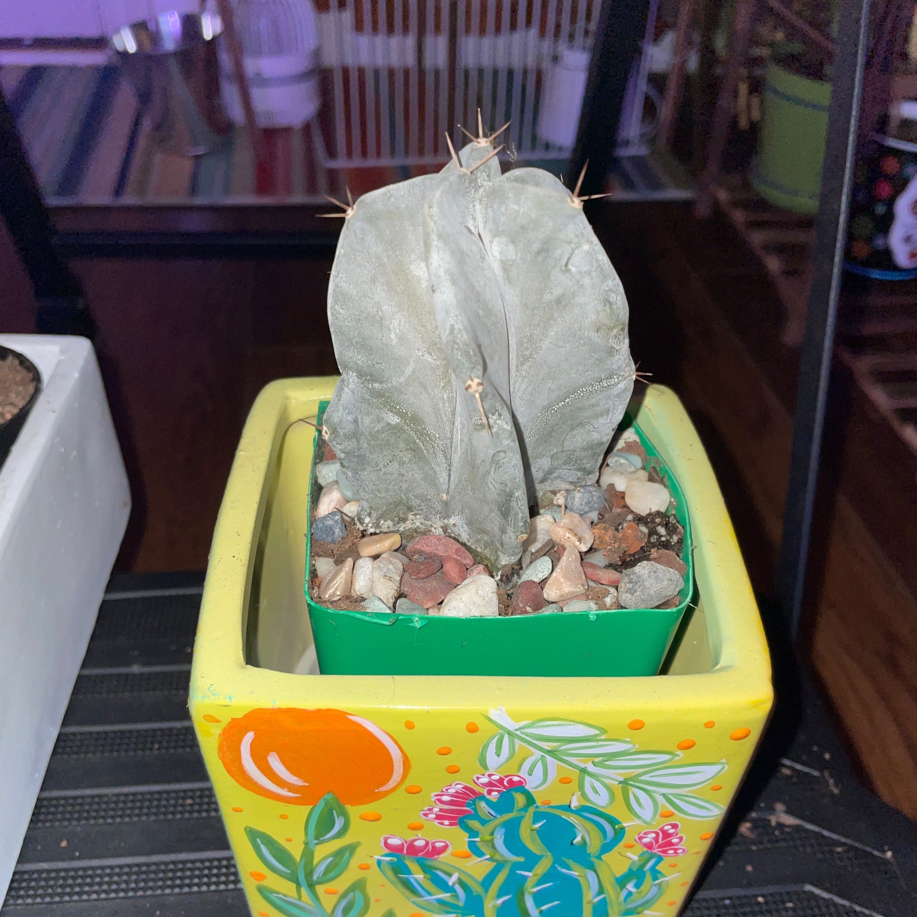 Gray Ghost Organ Pipe cactus in a decorative pot with visible soil and some discoloration.