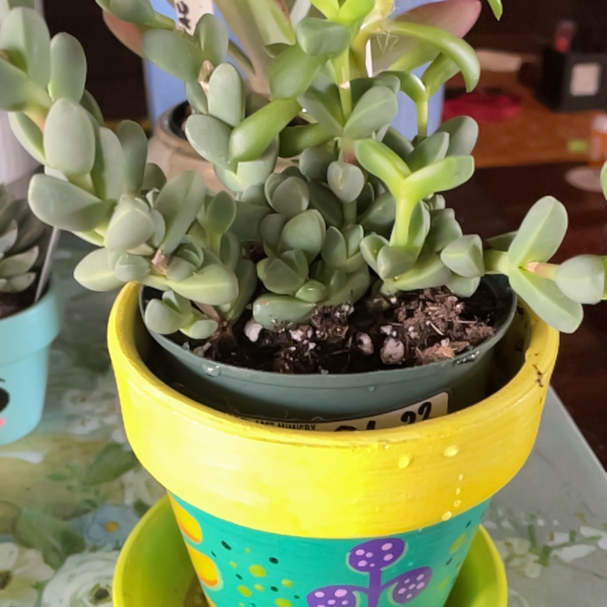 Healthy Beads Lampranthus succulent in a colorful pot with visible soil.