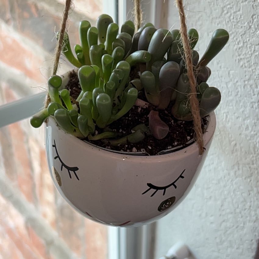 Hanging pot with Baby Toes succulent plant, decorative face design on pot.