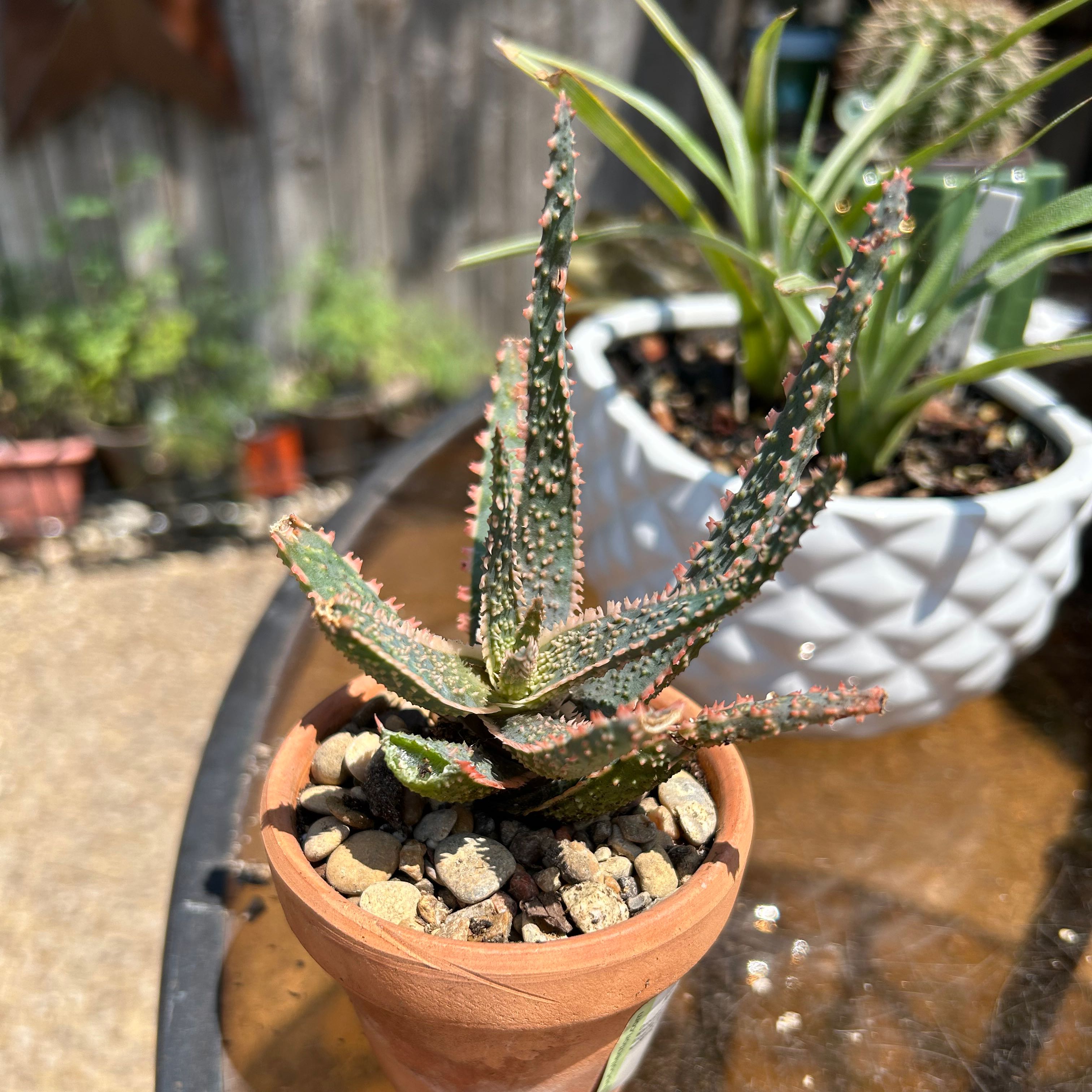 A potted Aloe 'Purple Haze' plant with spiky leaves in a garden setting.