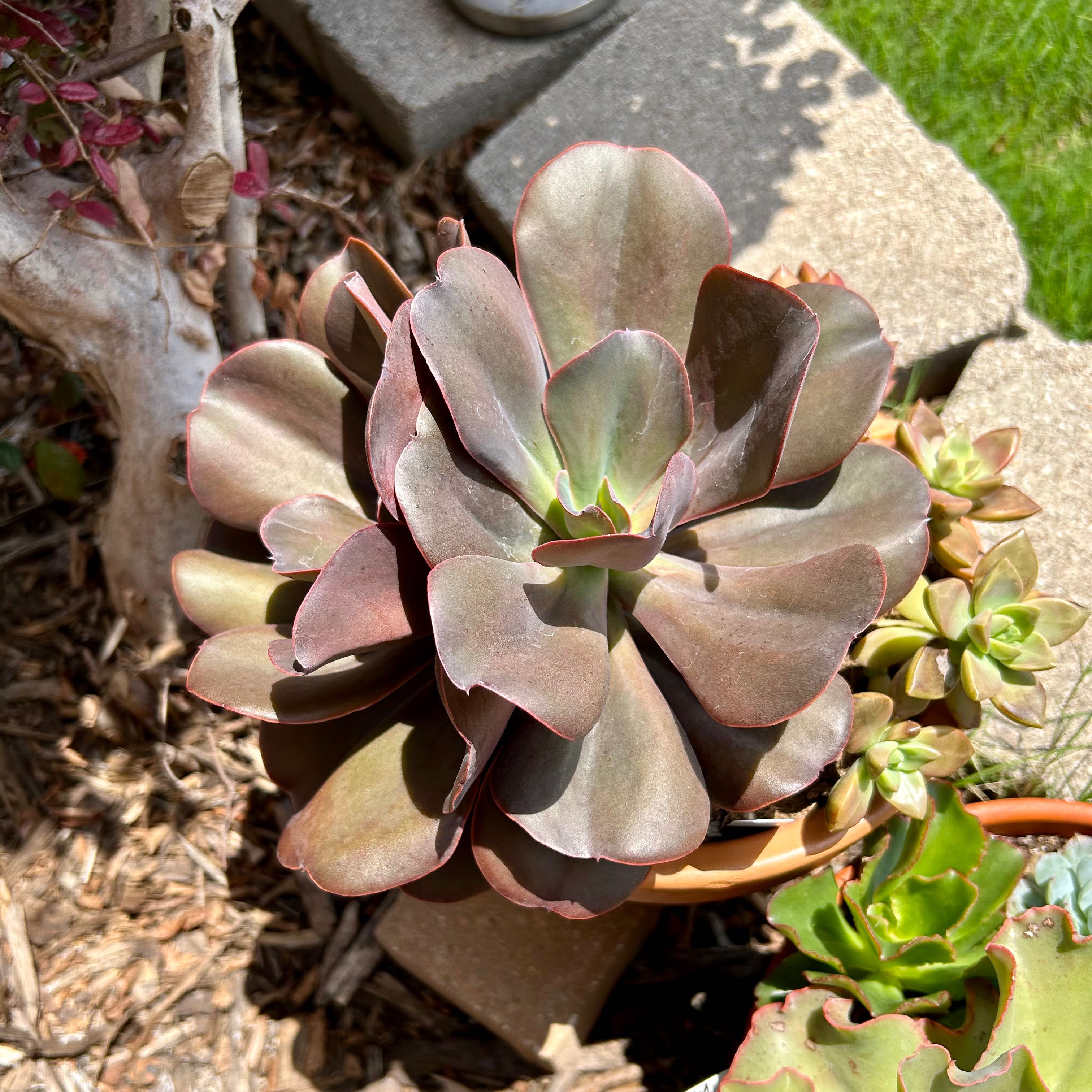 Image of assorted succulents in a garden setting, well-framed and healthy.