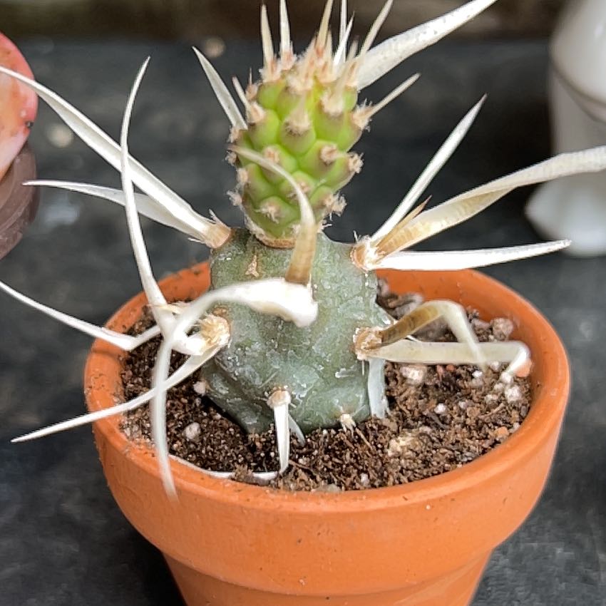Paper Spine Cactus in a terracotta pot with visible white spines and green top.