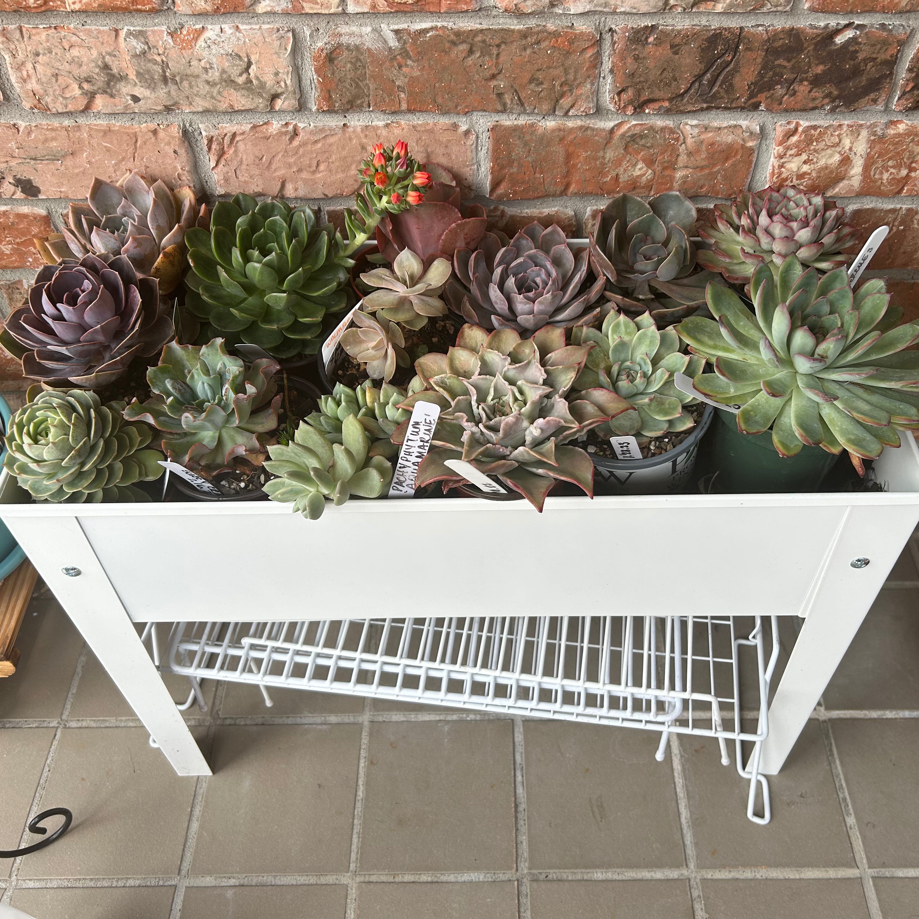 A collection of assorted succulents in a white planter, appearing healthy and well-maintained.