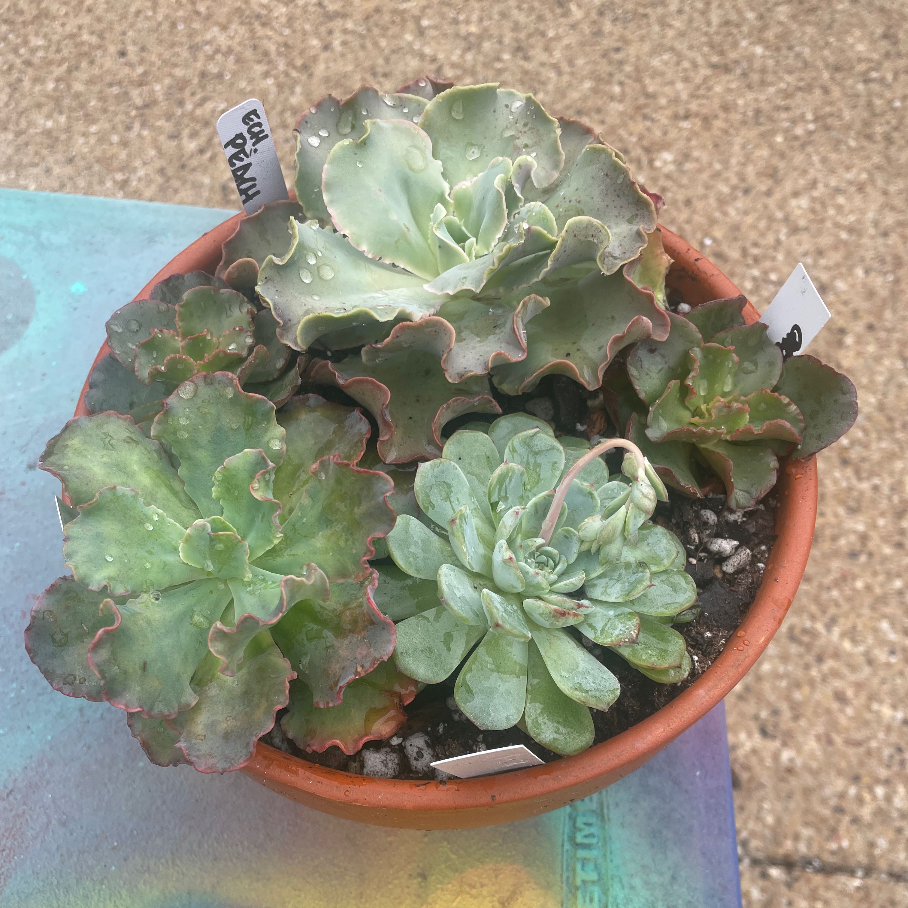 A pot containing assorted succulents, appearing healthy with visible soil.