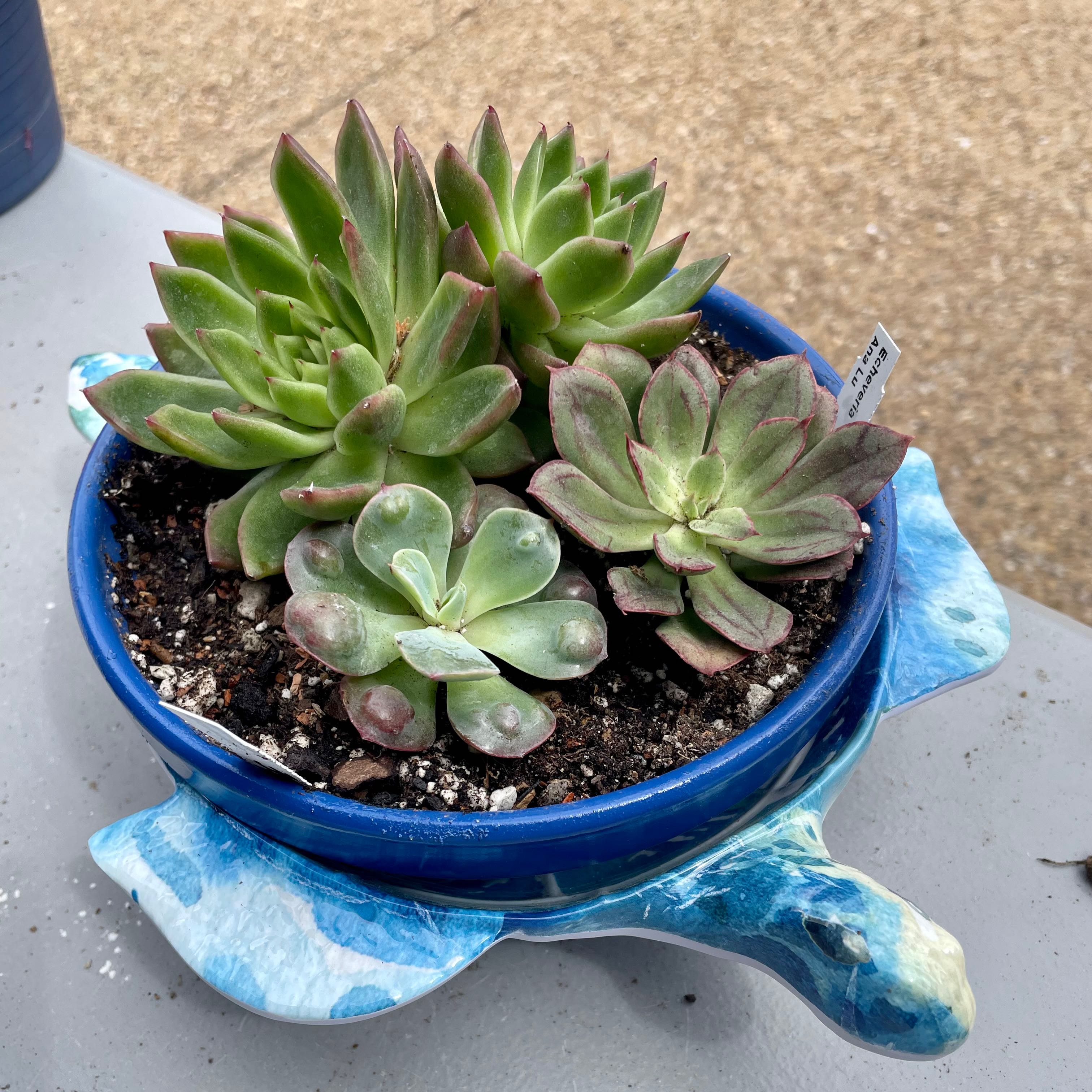 A small pot with assorted succulents, appearing healthy and well-maintained.