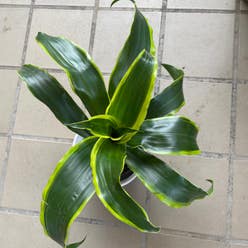 Dracaena Dorado plant