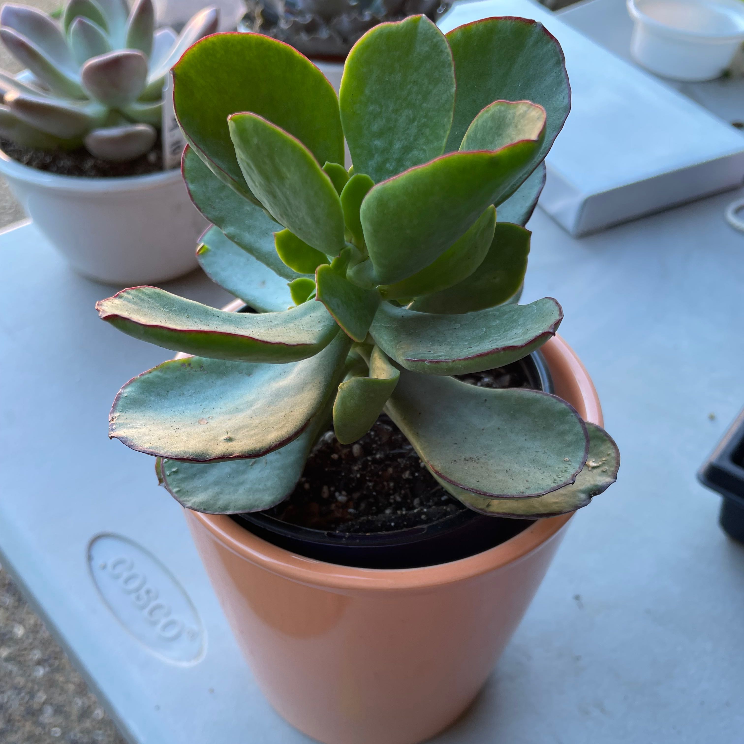 Potted Cotyledon 'Mint Truffles' succulent with some browning on leaf edges.