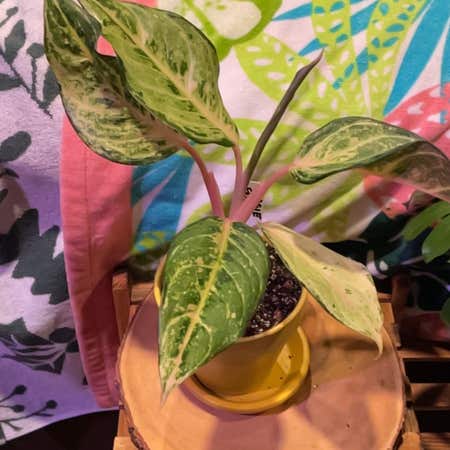Photo of the plant species Aglaonema by @YammieOf3 named Aggie Lucky 🍀 on Greg, the plant care app