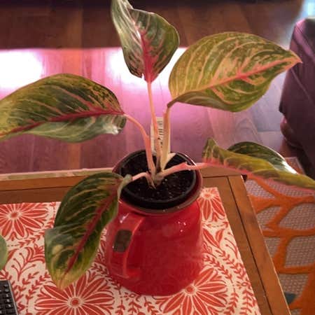 Photo of the plant species Chinese Evergreen 'Garnet Coltrane' by @YammieOf3 named Aggie BDRMW Garnet Coltrane - small on Greg, the plant care app