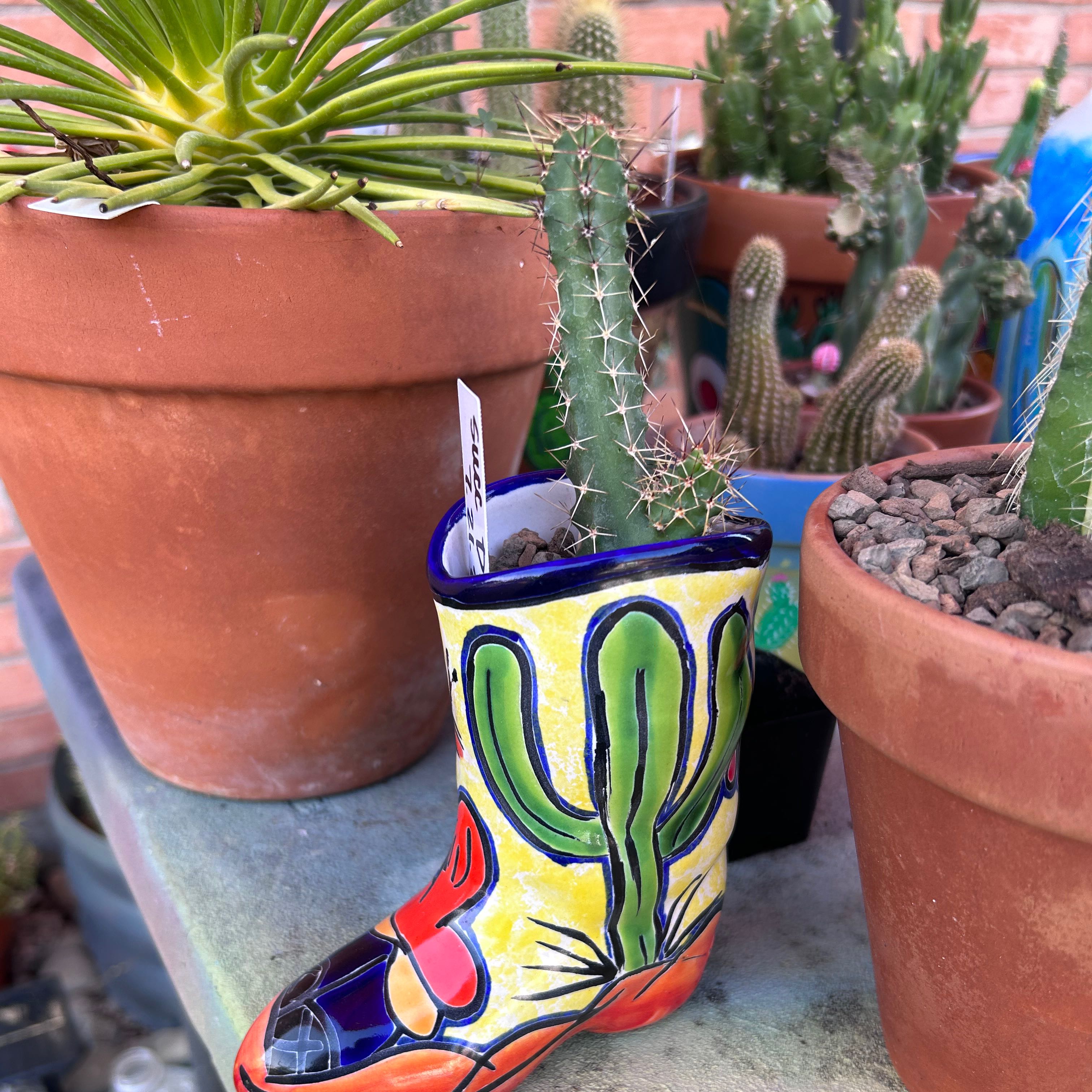 Lady-Finger Hedgehog Cactus in a colorful boot-shaped pot with other potted plants in the background.