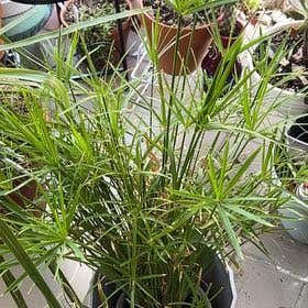 Photo of the plant species Cyperus Papyrus by @YammieOf3 named Papyrus BP on Greg, the plant care app