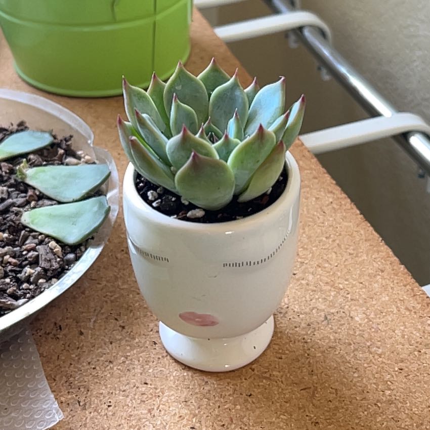 Healthy Echeveria colorata plant in a decorative pot on a table.