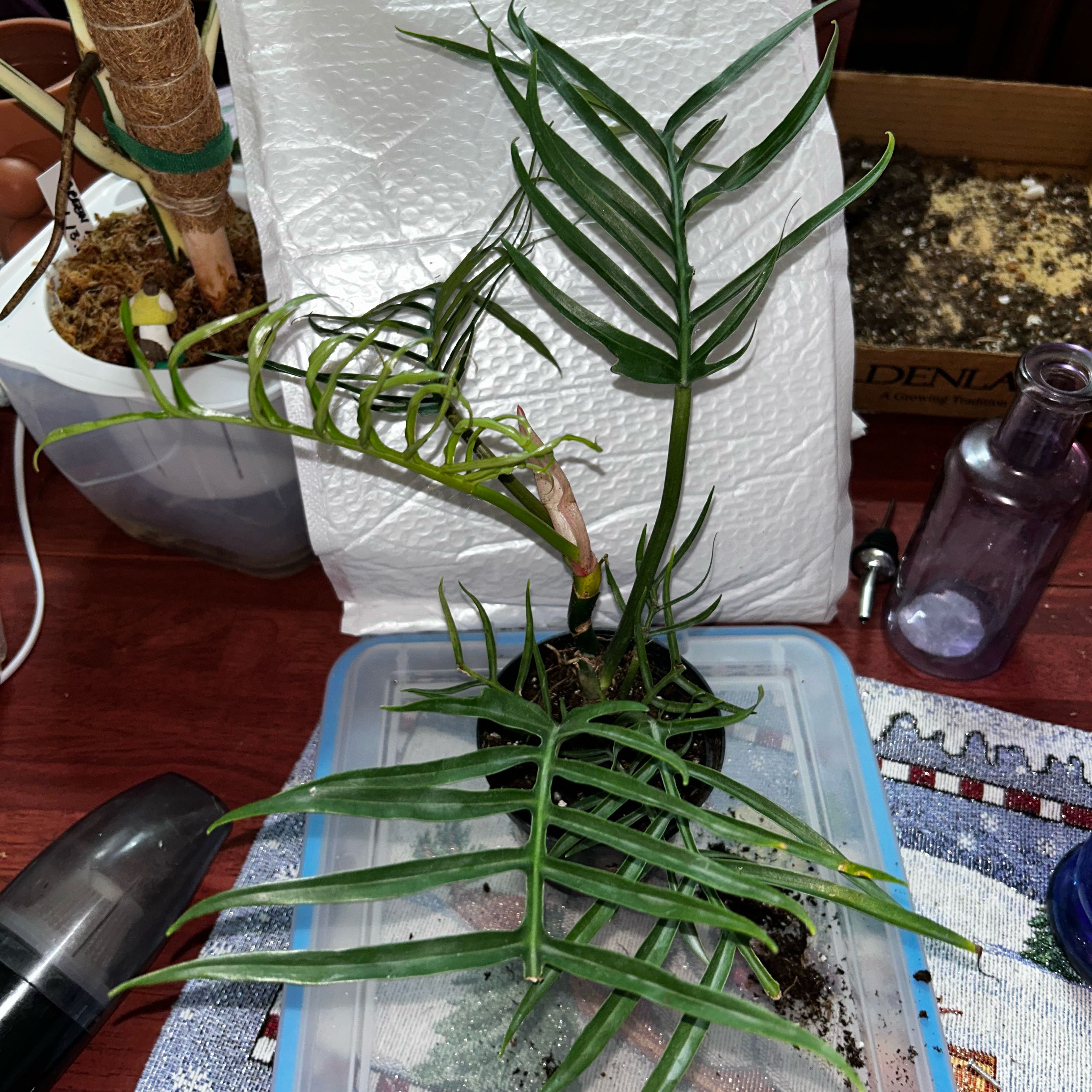 Philodendron tortum plant with elongated, deeply lobed leaves in a container with visible soil.