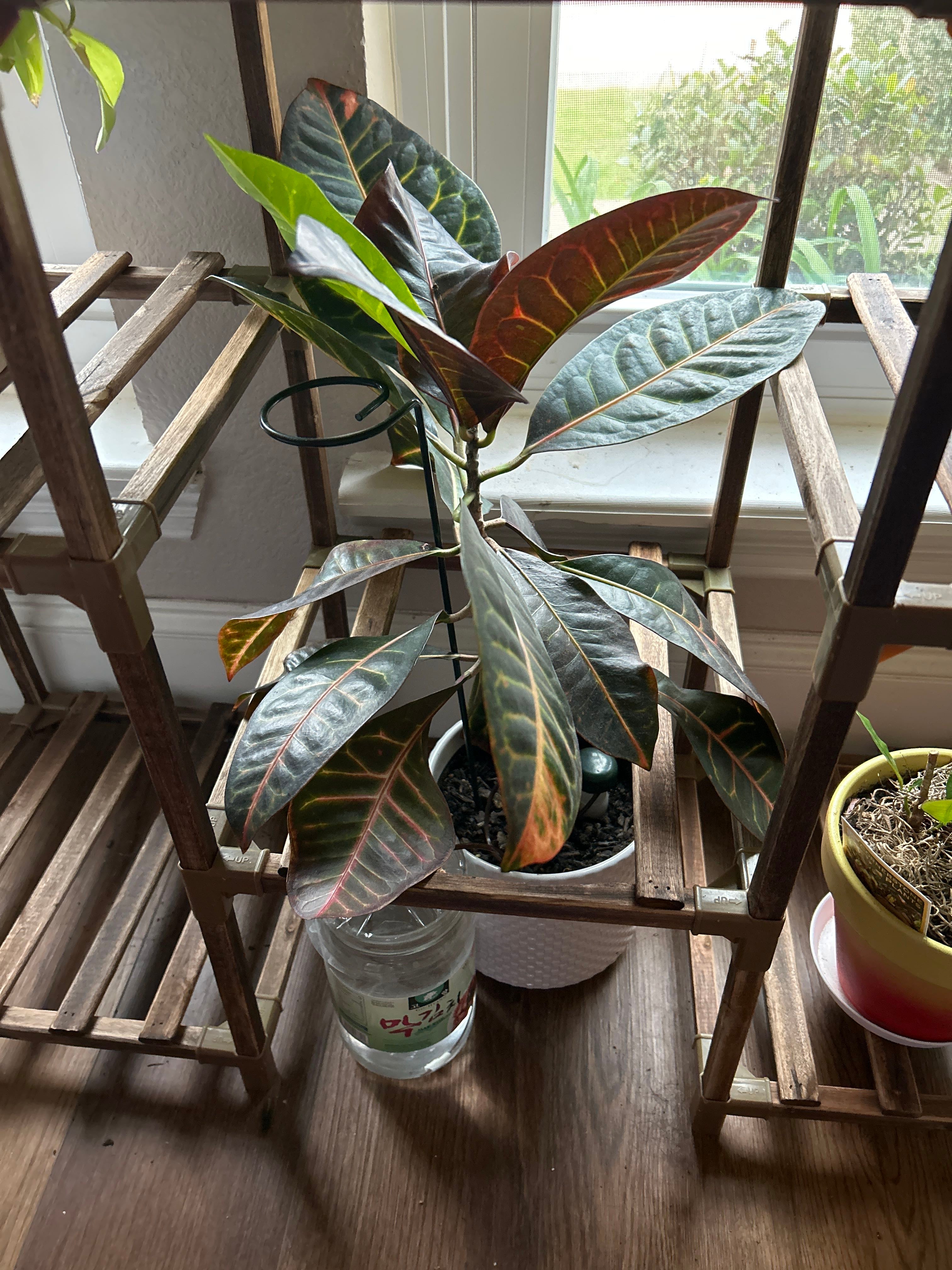 What why is my Croton dropping leaves?