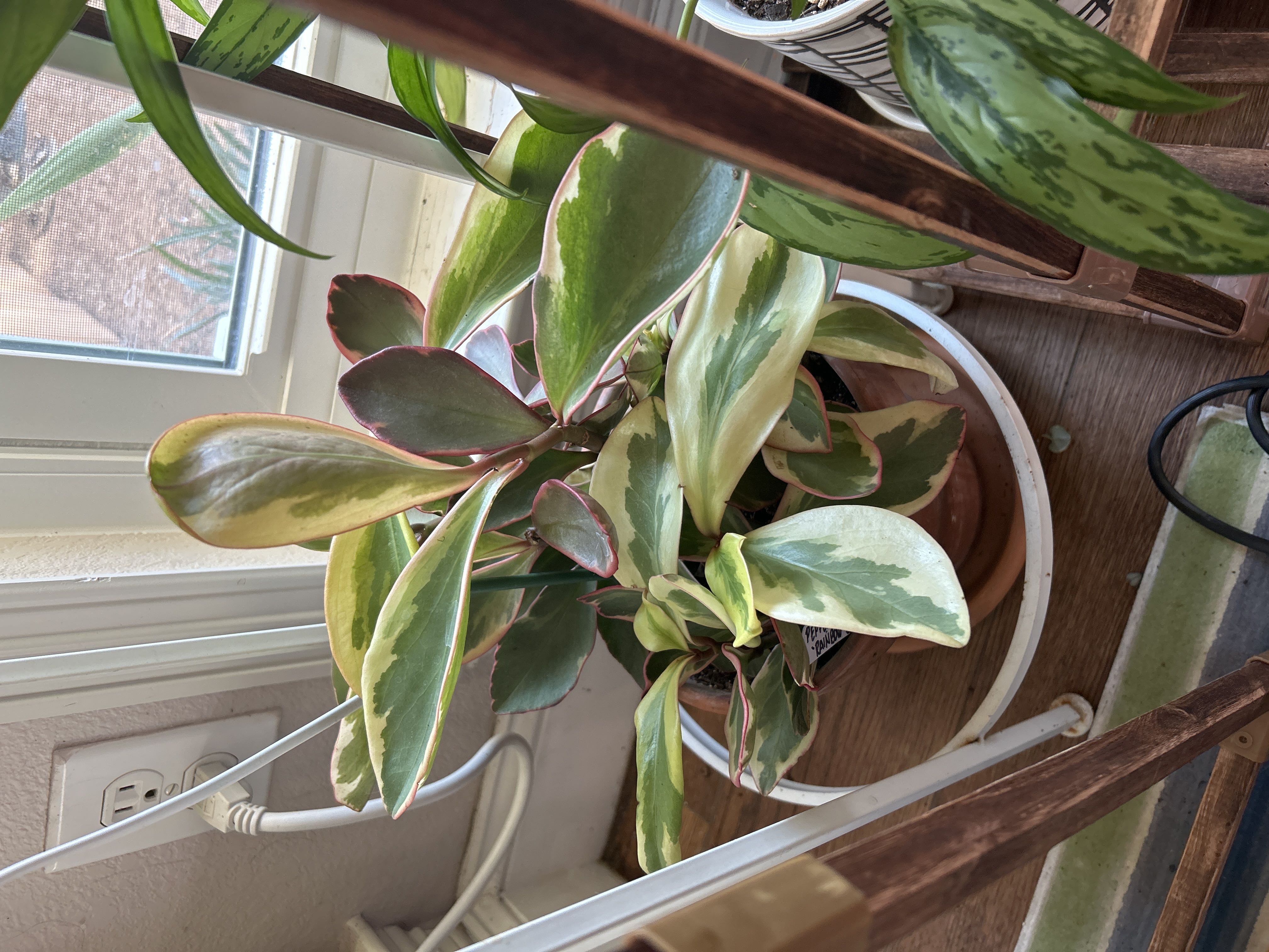 Photo from the post