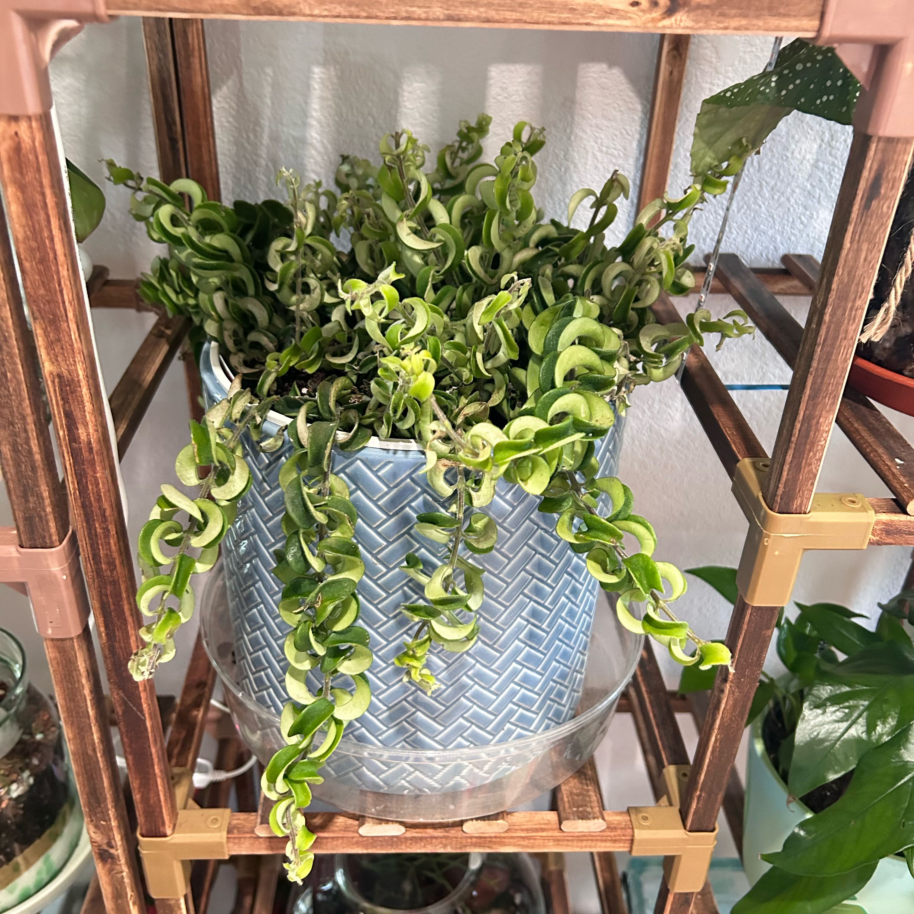 Twisted Lipstick Plant in a blue pot on a wooden shelf, healthy green leaves.