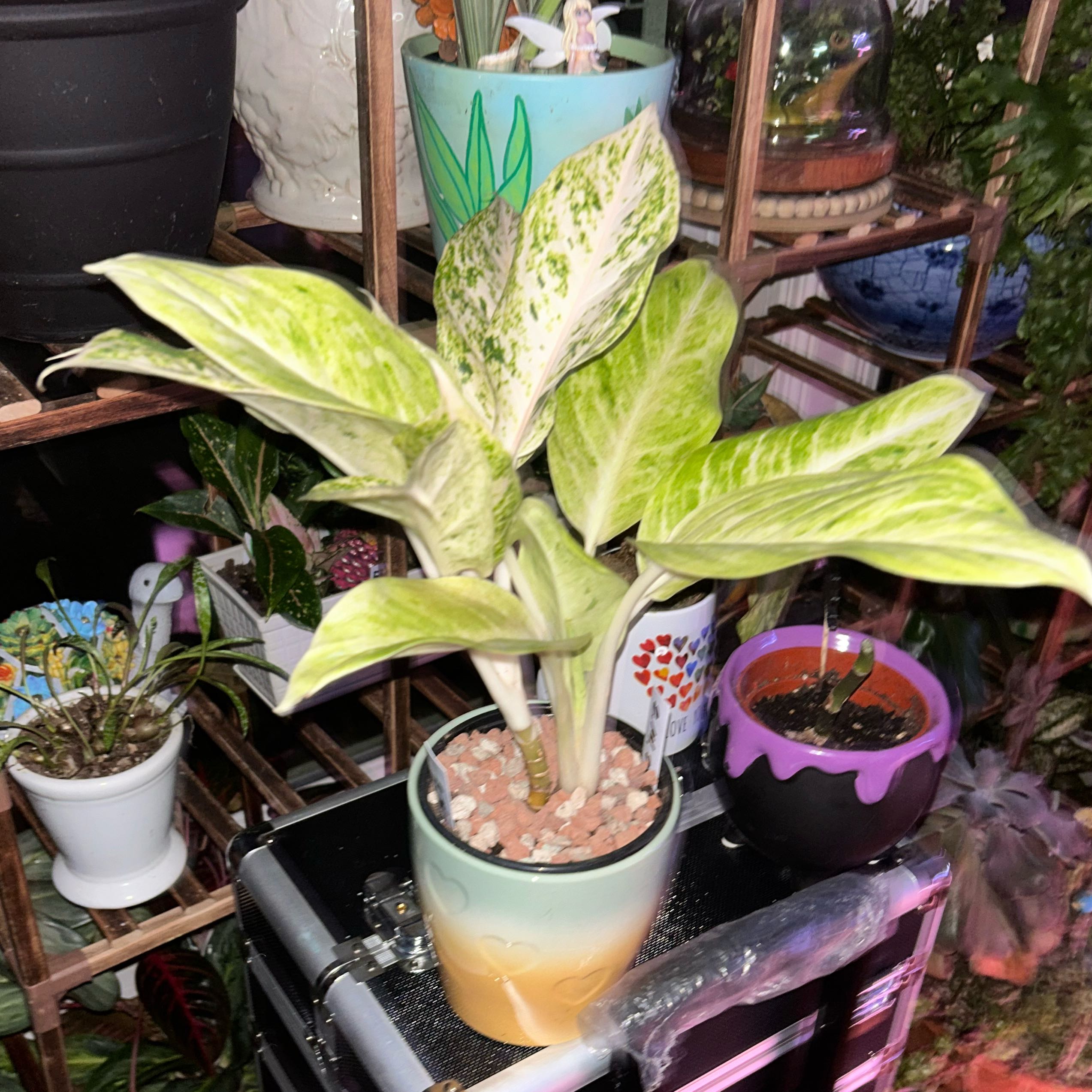 Plant care for Alocasia Corazon on Greg, the plant care app