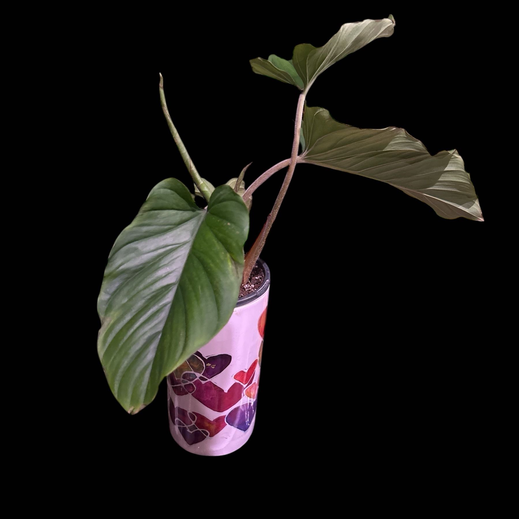 Plant care for Philodendron 'Cheeky Charlie' on Greg, the plant care app