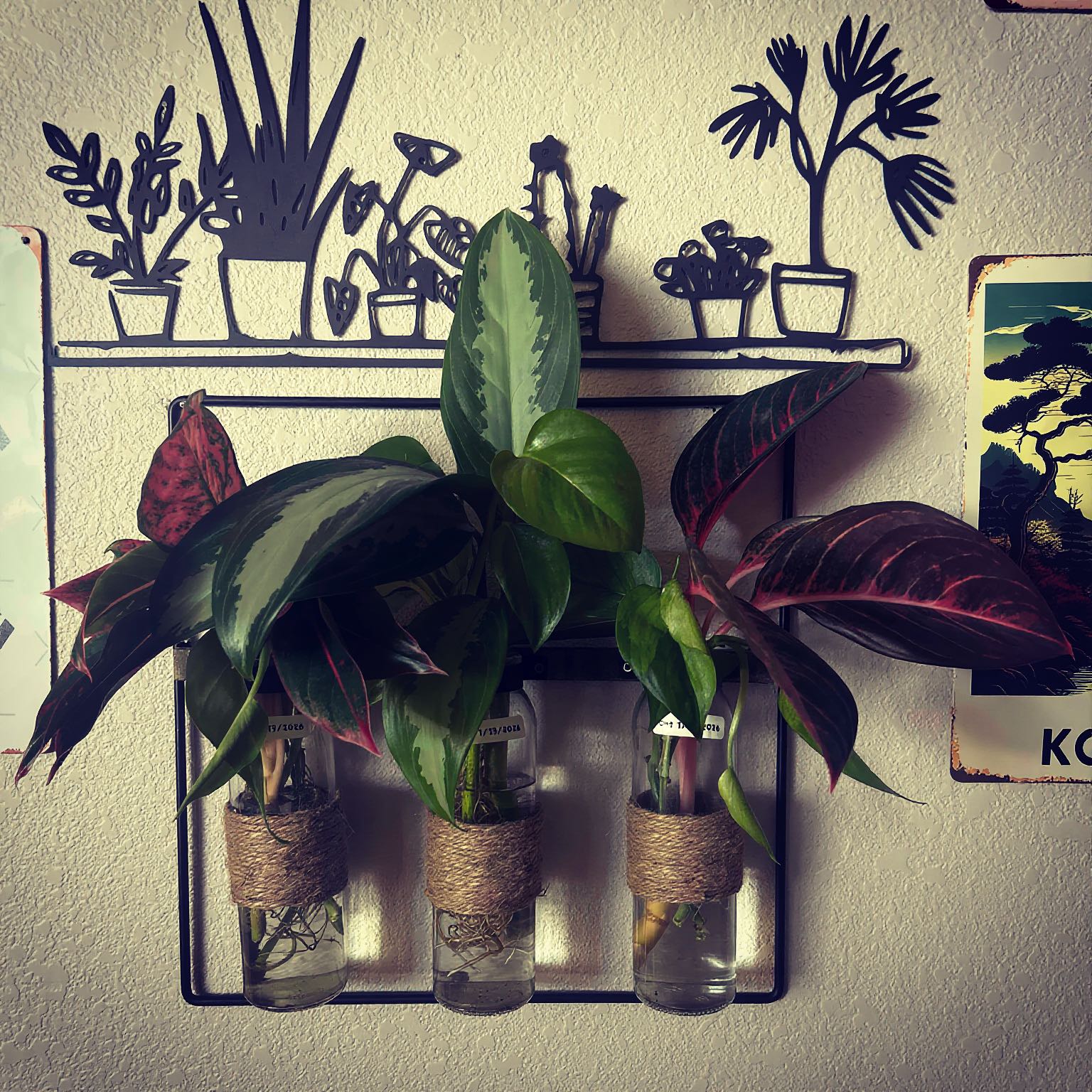 Photo of the plant species Red Chinese Evergreen by @YammieOf3 named MRW multi plant varieties on Greg, the plant care app