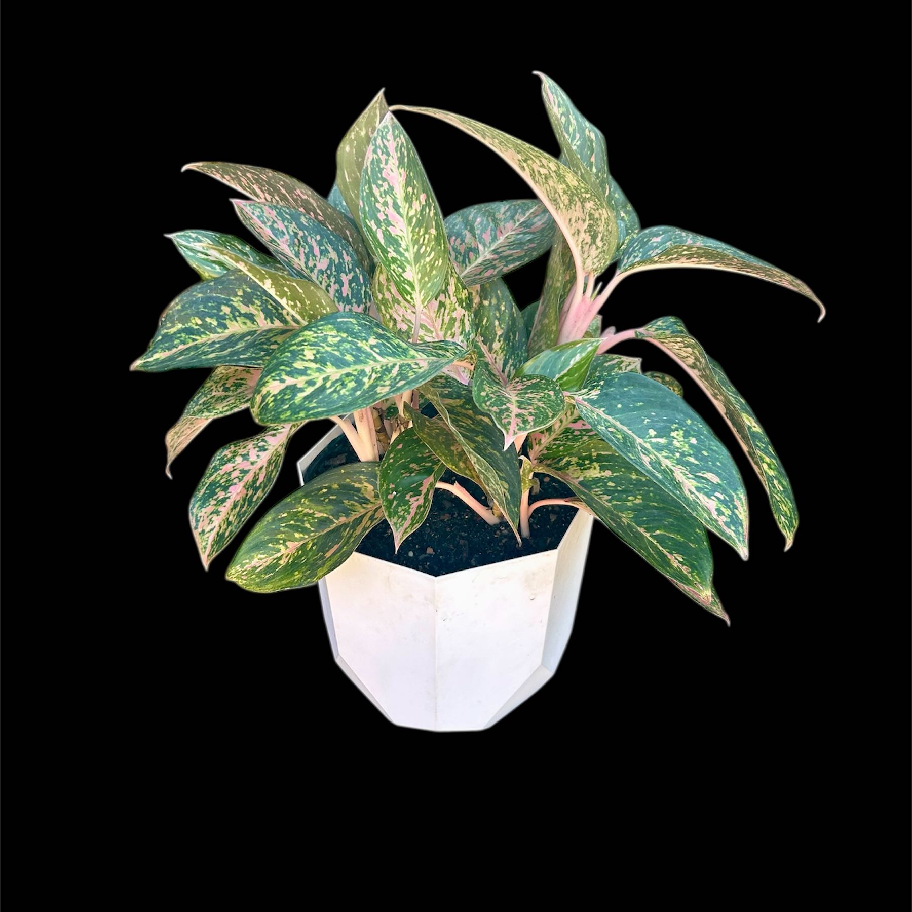 Photo of the plant species Aglaonema 'Chanel' by @YammieOf3 named Aggie ST1 ‘Chanel’ on Greg, the plant care app