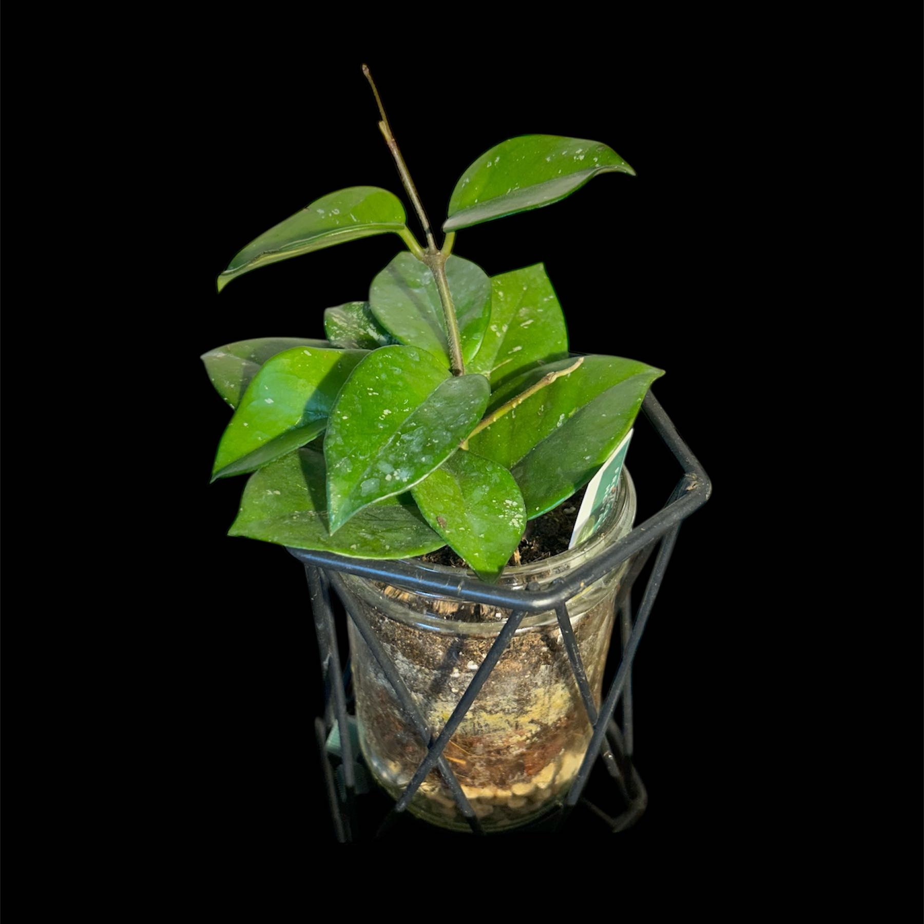 Photo of the plant species Carnosa Freckles Splash by @YammieOf3 named Hoya MRR4 ‘Freckled Splash’ on Greg, the plant care app